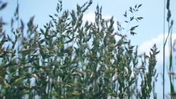 背景に青空に緑の植物の草や小麦 4Kスローモーション映像をクローズアップ — ストック動画