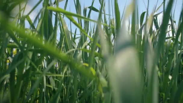 Herbe végétale verte ou blé sur ciel bleu en arrière-plan. Gros plan séquences au ralenti 4k .