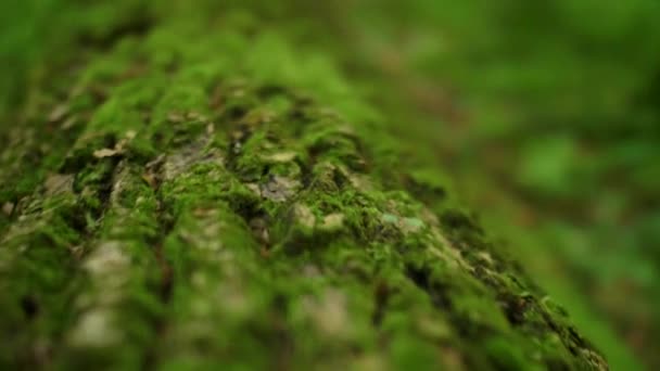 Close Fresh Green Moss Tree Camera Flies Moss Macro Footage — Stock Video