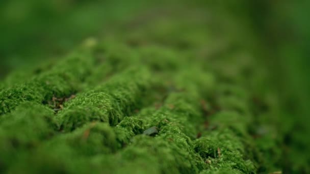 Gros Plan Mousse Verte Fraîche Sur Arbre Caméra Survole Mousse — Video