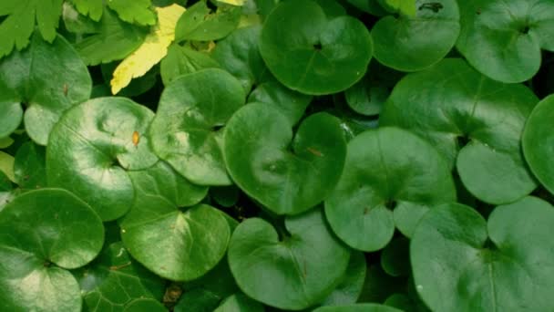 Green Fresh Leaves Forest Close Macro Footage — Stock Video