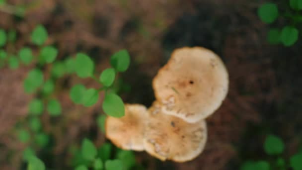 Schöne Pilze Tiefen Wald Nahaufnahme Filmmaterial — Stockvideo