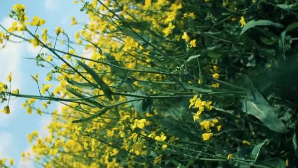 蓝色天空背景下的黄色油菜田 4K特写镜头 — 图库视频影像