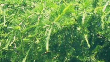 Derin ormanlarda güzel yeşil ağaçlar dalları. 4k yavaş çekim yakın çekim görüntüleri.