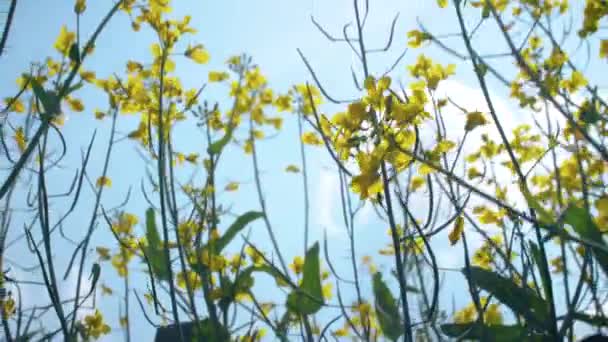 Gelbes Rapsfeld Auf Blauem Himmel Hintergrund Nahaufnahme — Stockvideo