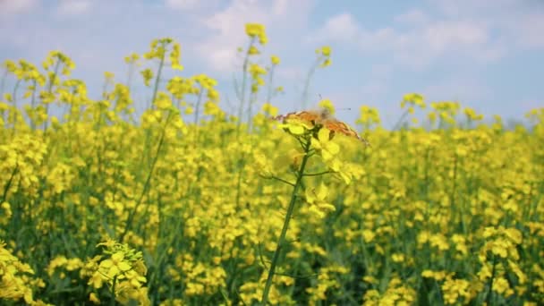 黄色い菜の蝶のクローズアップ マクロ フッテージ — ストック動画