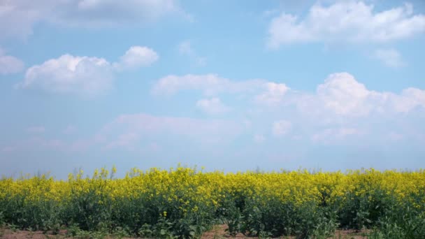 Reape Campo Con Cielo Azul Nubes Ucrania Imágenes — Vídeos de Stock