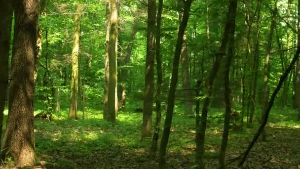 Caminhe Por Uma Floresta Profunda Entre Árvores Grama Alta Filmagem — Vídeo de Stock