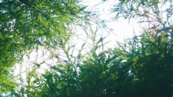 漂亮的森林树枝与透镜耀斑和太阳光 自然素材 — 图库视频影像