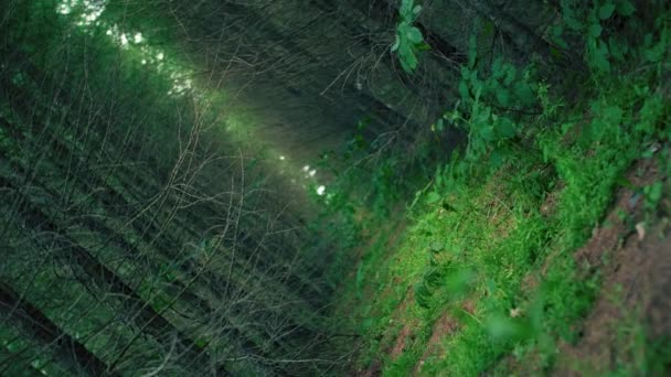 绿树森林与相机旋转 自然素材 — 图库视频影像