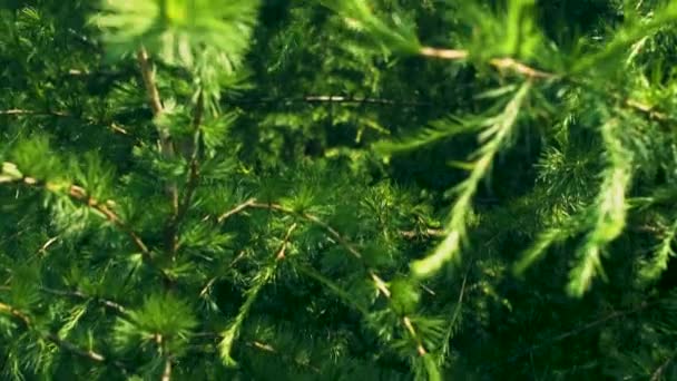 Bonitos Árboles Verdes Ramas Bosque Profundo Cámara Lenta Cerca Imágenes — Vídeos de Stock