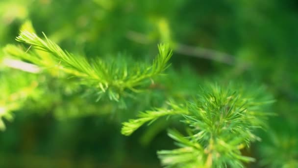 Bonitos Árboles Verdes Ramas Bosque Profundo Cámara Lenta Cerca Imágenes — Vídeos de Stock