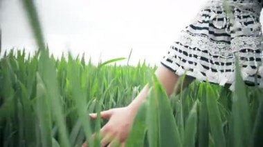 Dişi el tarlada yüksek yeşil buğdaya dokunur. 4k yavaş çekim yakın çekim görüntüleri.