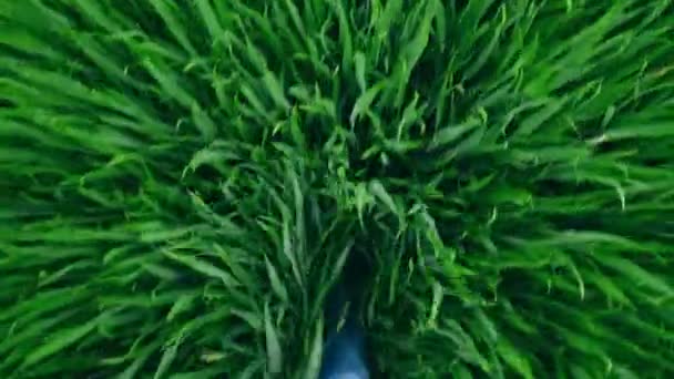 穿牛仔裤的男人在田里的草地上走 慢动作生活方式素材 — 图库视频影像