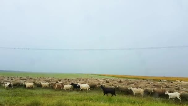 Sheeps Greenn Gräs Fält Natur Djur Footage — Stockvideo