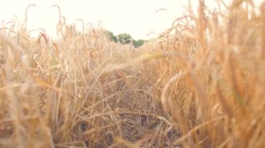 Tarladaki dalda buğday tohumu nun yakınçekim. Güzel sanset doğa tarım manzara. 4k görüntü.