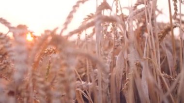 Tarladaki dalda buğday tohumu nun yakınçekim. Güzel sanset doğa tarım manzara. 4k görüntü.