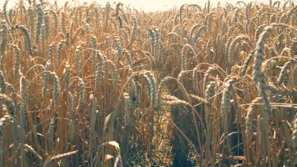 Zbliżenie Pola Pszenicy Słoneczny Dzień Piękne Rolnictwo Krajobraz Przyrody Summertime — Wideo stockowe