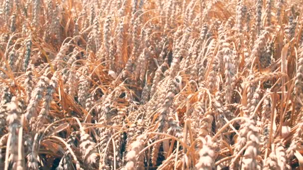 Закрыть Пшеничное Поле Солнечный День Природный Ландшафт Культуры Летом Кадров — стоковое видео