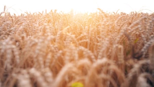 日没の光の中で美しいレンズフレアを持つ小麦畑 4K自然農業映像 — ストック動画