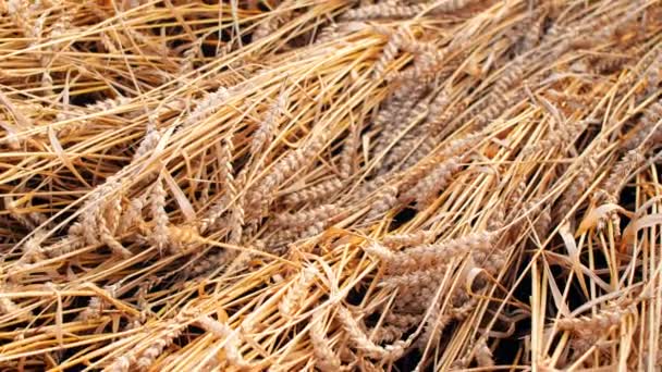 Weizen Liegt Aufgrund Schlechten Wetters Auf Dem Boden Nahaufnahmen Zeitlupe — Stockvideo