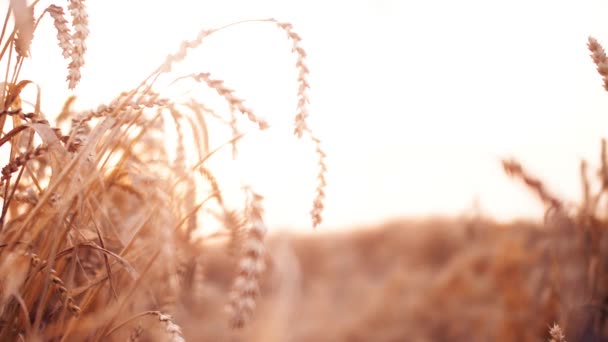 Close Van Tarwe Zaad Tak Het Veld Prachtige Sanset Natuur — Stockvideo