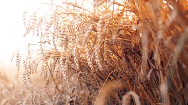 Primo Piano Semi Grano Ramo Nel Campo Bellissimo Sanset Natura — Video Stock