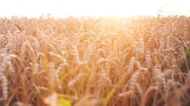 Pšeničné pole s nádherným světlice v záři slunce. 4k přírodní zemědělská záběry.