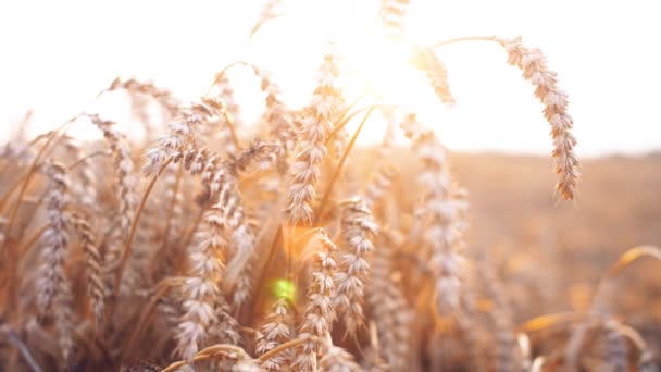 Primo Piano Semi Grano Ramo Nel Campo Bellissimo Sanset Natura — Video Stock