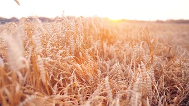 Поле Пшениці Красивою Лінзою Спалахує Під Час Заходу Сонця Природи — стокове відео