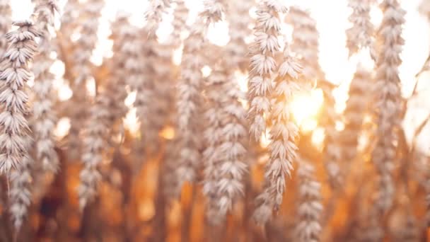 Закрыть Семена Пшеницы Ветке Поле Природный Агрокультурный Ландшафт Slow Motion — стоковое видео