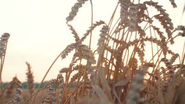 Nahaufnahme Von Weizensamen Zweigen Auf Dem Feld Wunderschöne Sanset Natur — Stockvideo