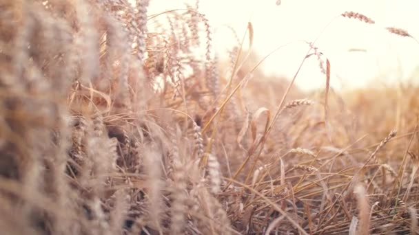 Gros plan de la graine de blé sur la branche dans le champ. Beau sanset nature agrigulture paysage. Images 4k .
