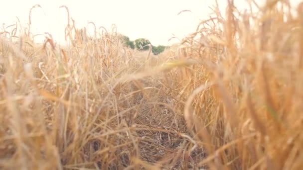 Close Van Tarwe Zaad Tak Het Veld Prachtige Sanset Natuur — Stockvideo