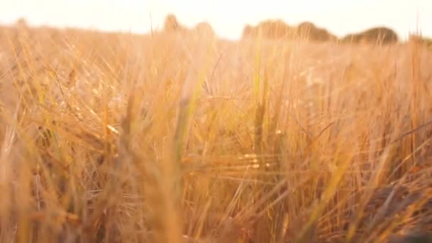 Weizenfeld Mit Schönen Linsenfackeln Bei Sonnenuntergang Natur Landwirtschaft Filmmaterial — Stockvideo