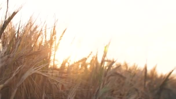 Gros Plan Graine Blé Sur Branche Dans Champ Beau Sanset — Video