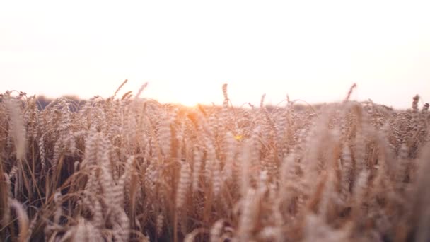 麦田与美丽的镜头耀斑在日落光 自然农业镜头 — 图库视频影像