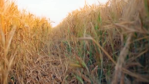 畑の枝に小麦の種をクローズアップ 美しいサンセット自然のアグリグル風景 4Kフッテージ — ストック動画