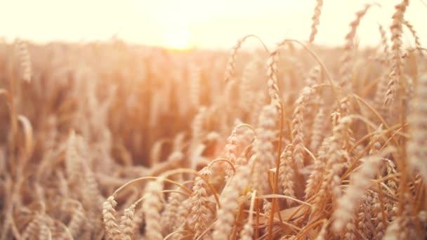 Пшеничное Поле Красивыми Бликами Объектива Закате Сельское Хозяйство — стоковое видео