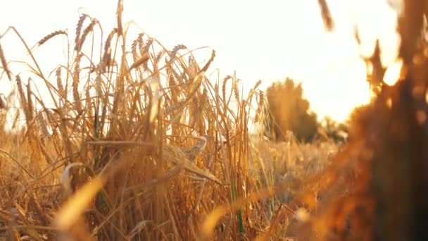 Wheat Field Beautiful Lens Flares Sunset Light Nature Agriculture Footage — Stock Video