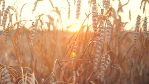 Tarwe Veld Met Zaad Tak Het Veld Prachtige Sanset Natuur — Stockvideo