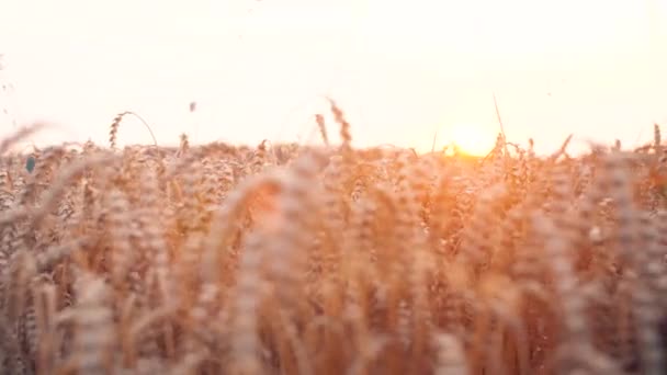 Campo Trigo Con Hermosas Bengalas Lentes Luz Del Atardecer Naturaleza — Vídeos de Stock