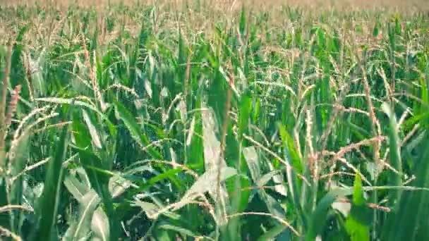 Campo Milho Verde Dia Ensolarado Agricultura Cultivo Alimentos Filmagem Câmera — Vídeo de Stock