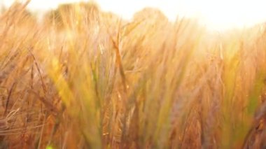 Gün batımı Nda güzel mercek flares ile buğday alanı. 4k doğa tarım görüntüleri.