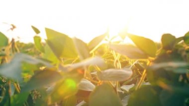 Güneş ışığı ve mercek parlamaları ile gün batımında soya tarlaları. Altın güzel ışık ile yeşil bitki yakın.