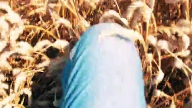 Altın buğday tarlasında yürüyen adam. Yakından kapatın. Yavaş çekim üst görüntüleme 4k görüntüleri.