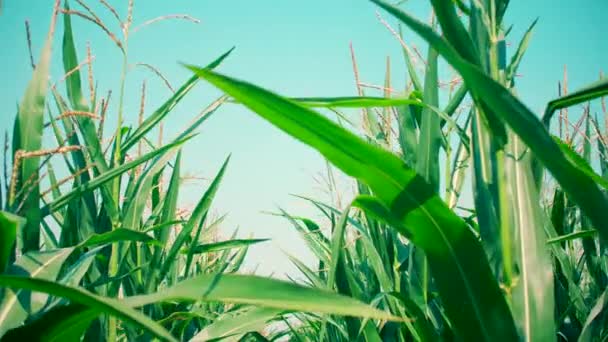 晴れた日の緑のトウモロコシ畑 農業食品の栽培スローモーション4K映像 — ストック動画