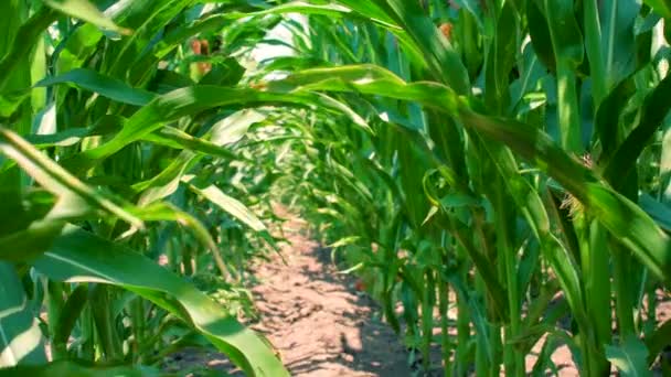 Güneşli Bir Günde Yeşil Mısır Tarlası Tarımsal Gıda Yetiştiriciliği Yavaş — Stok video