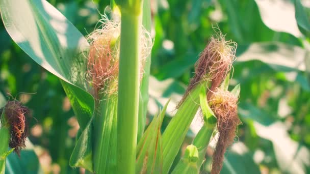 绿色玉米田的特写 农业种植粮食 — 图库视频影像