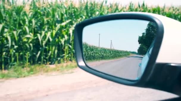 Όψη Καθρέφτη Του Αυτοκινήτου Θέα Του Πράσινου Καλαμποκιού Οδηγώ Στο — Αρχείο Βίντεο